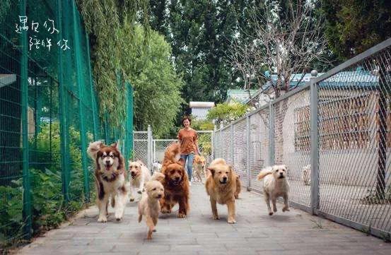 领养代替购买的意义,领养代替购买要给钱吗