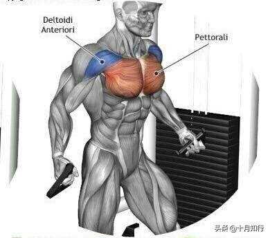 最有效把胸肌练硬训练,把胸肌练厚徒手