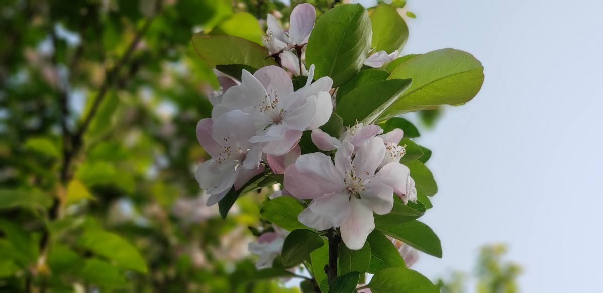 春江水暖鸭先知兴化,春江水暖鸭先知是在靖江写的吗