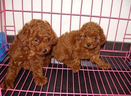 泰迪幼犬拉完便便蹭地板,幼犬泰迪便便是软还是硬