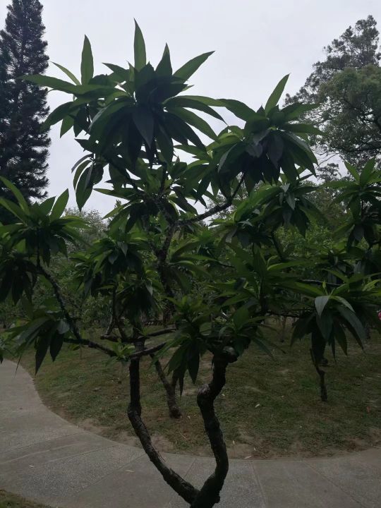 广州白云山游记作文,难忘的旅行广州白云山