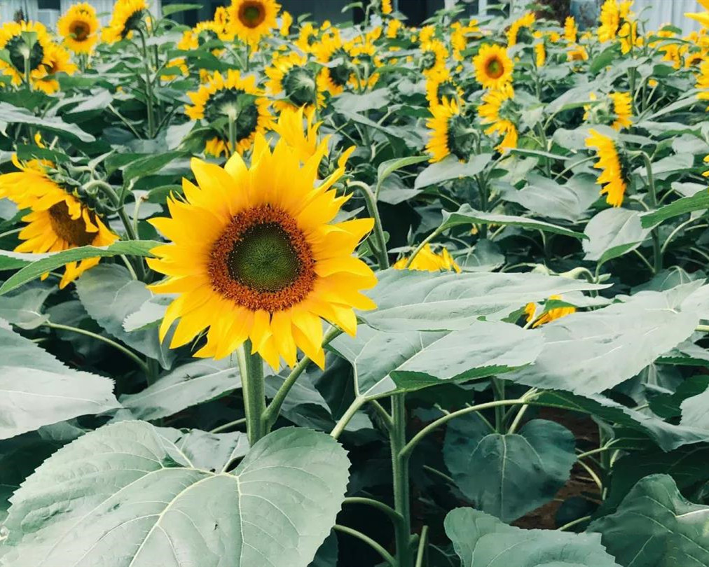 南沙百万葵园玩的景点推荐,广州南沙百万葵园