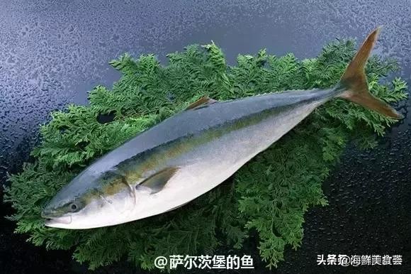 各种寿司纯鲜三文鱼刺身,日本传统寿司都用什么鱼