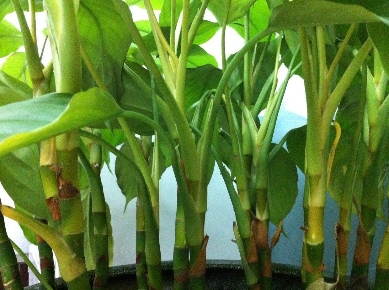 万年青栽培及养护注意事项,万年青如何栽培养护