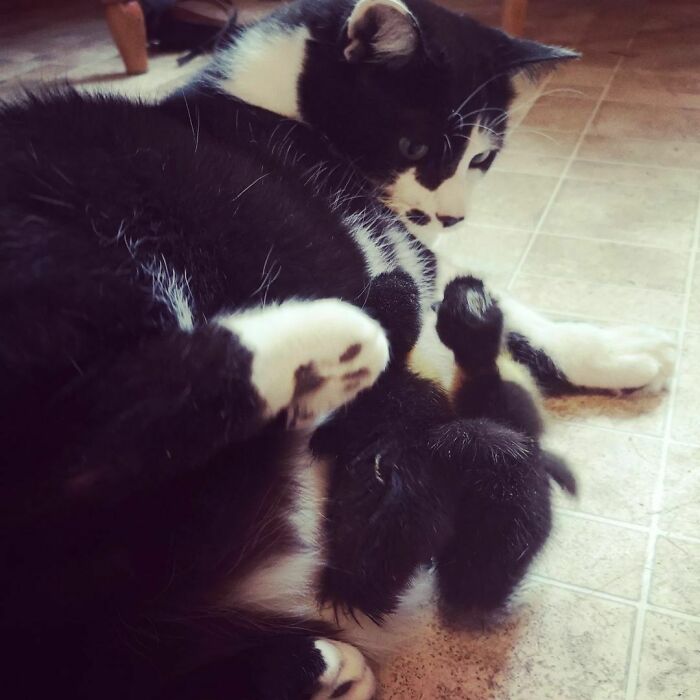 当不同物种的小动物们忽然“撞衫”…同款配色双倍的可爱