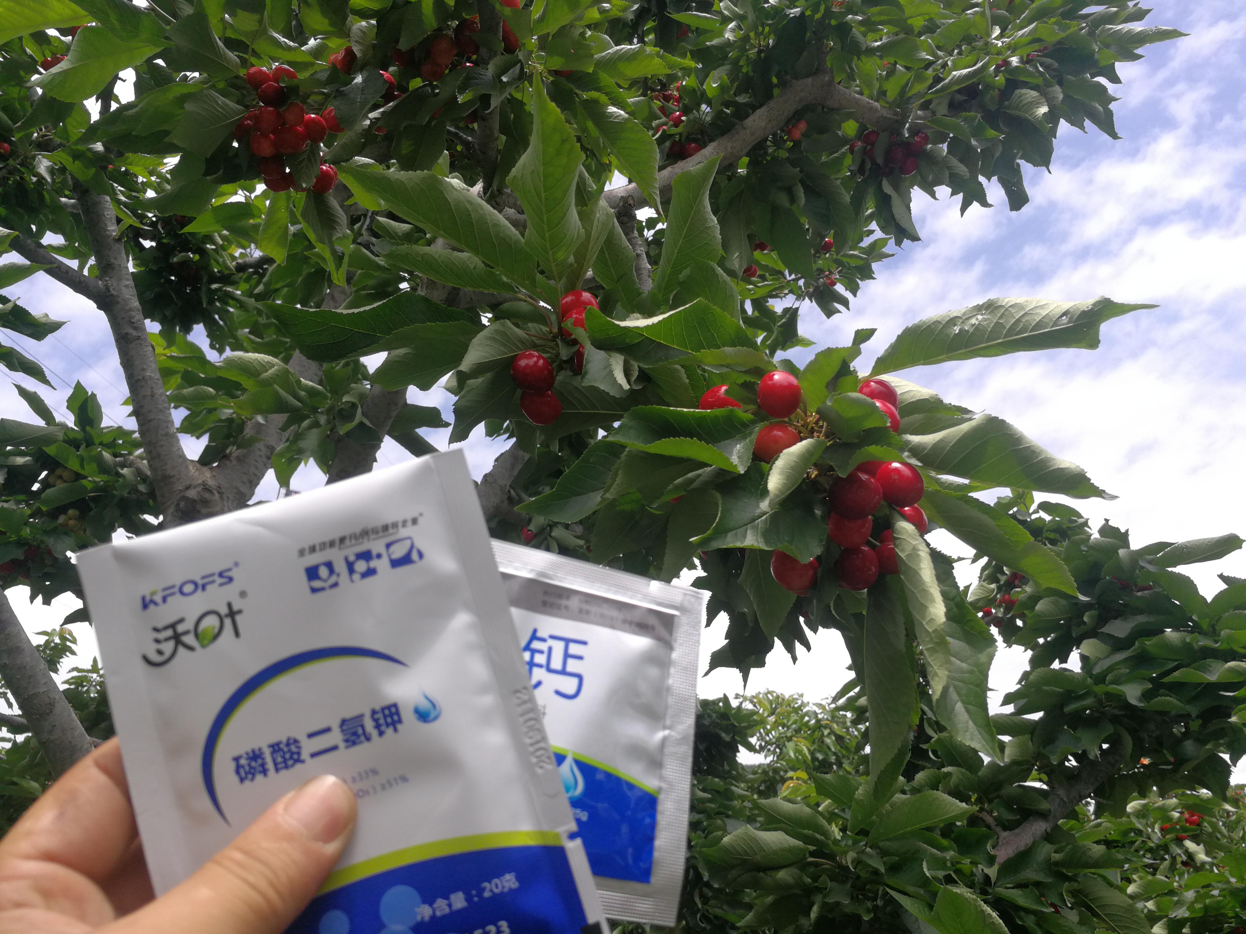 樱桃种植方法和管理技术,巴西樱桃怎么保花保果