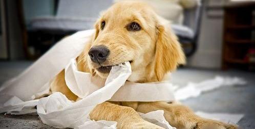 狗狗经常拉肚子,狗狗经常腹泻怎么办最快解决