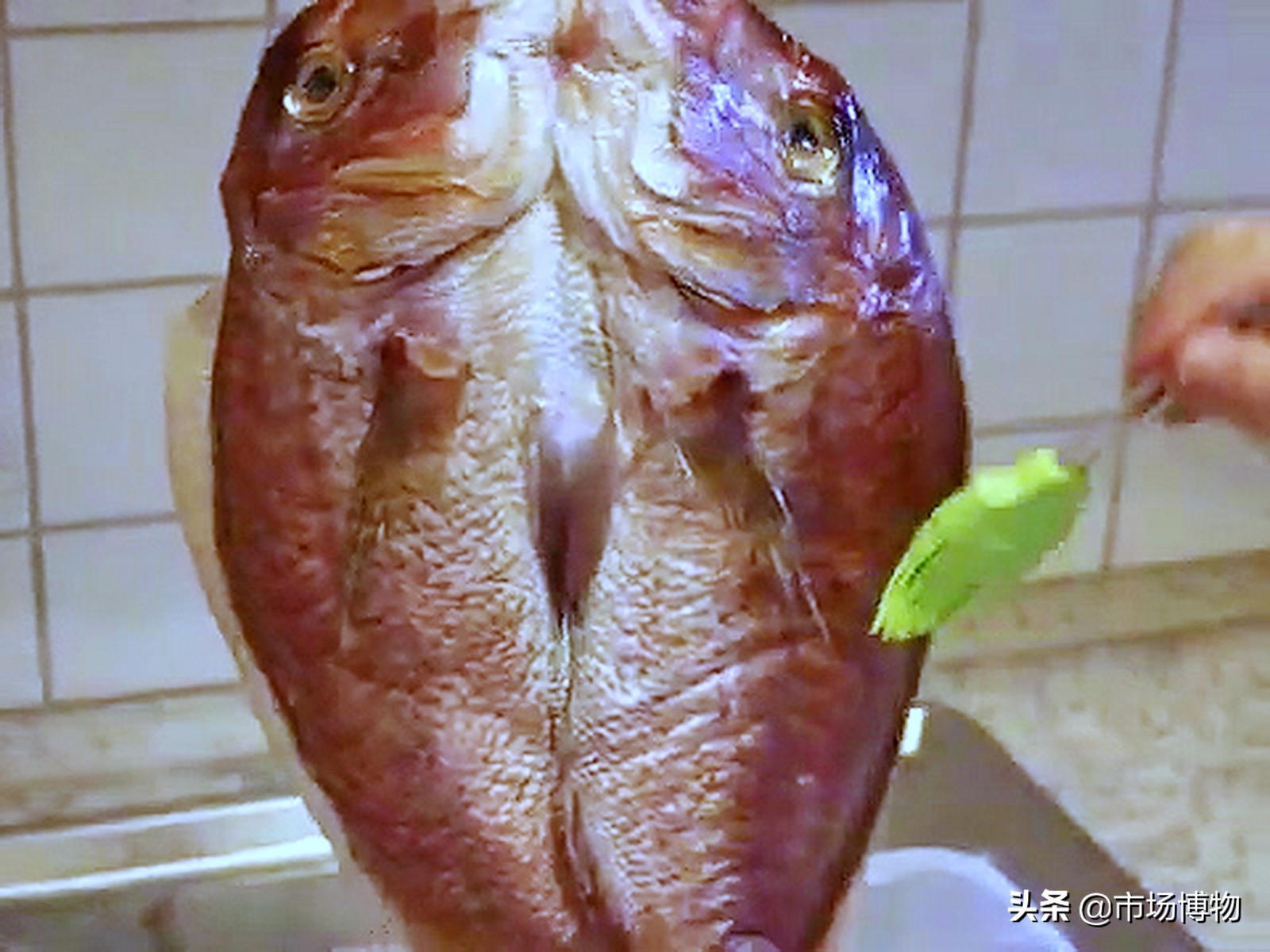 夏天晒咸鱼苍蝇很多怎么办,晒鱼干被苍蝇下蛆虫怎么处理