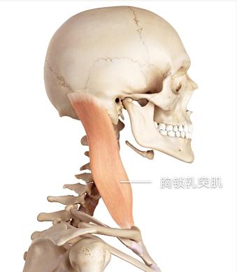 如何瘦脖子和练天鹅颈,脖子短天鹅颈练习正确方法