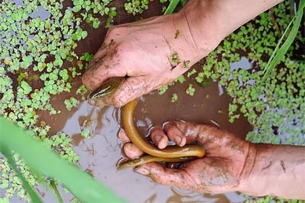 钓黄鳝的技巧钩头朝下还是平放,钓黄鳝钓出一条蛇