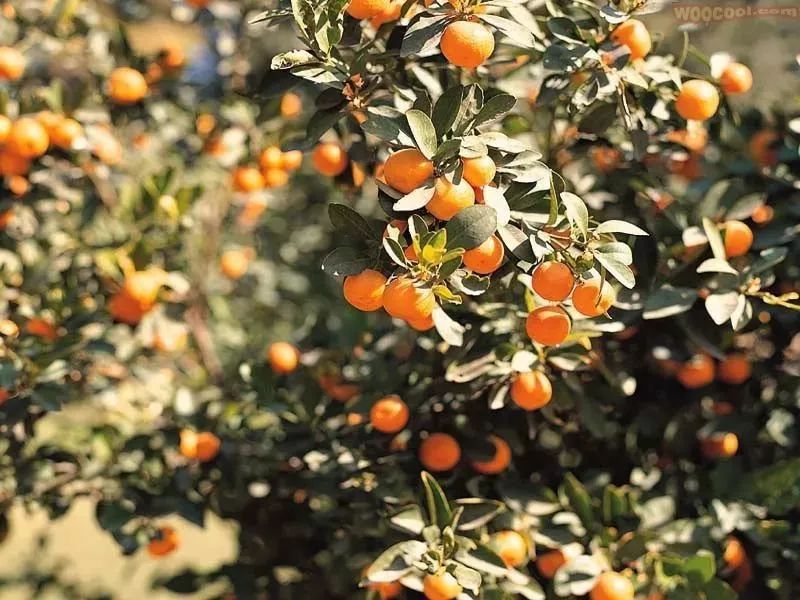 中国有机农业的道路应该如何寻找,有机农业中国农业