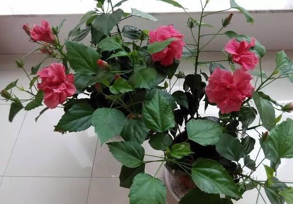 花土结块,怎么防止花土结块