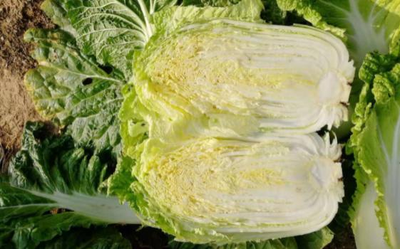 晚上游四方,游四方下联