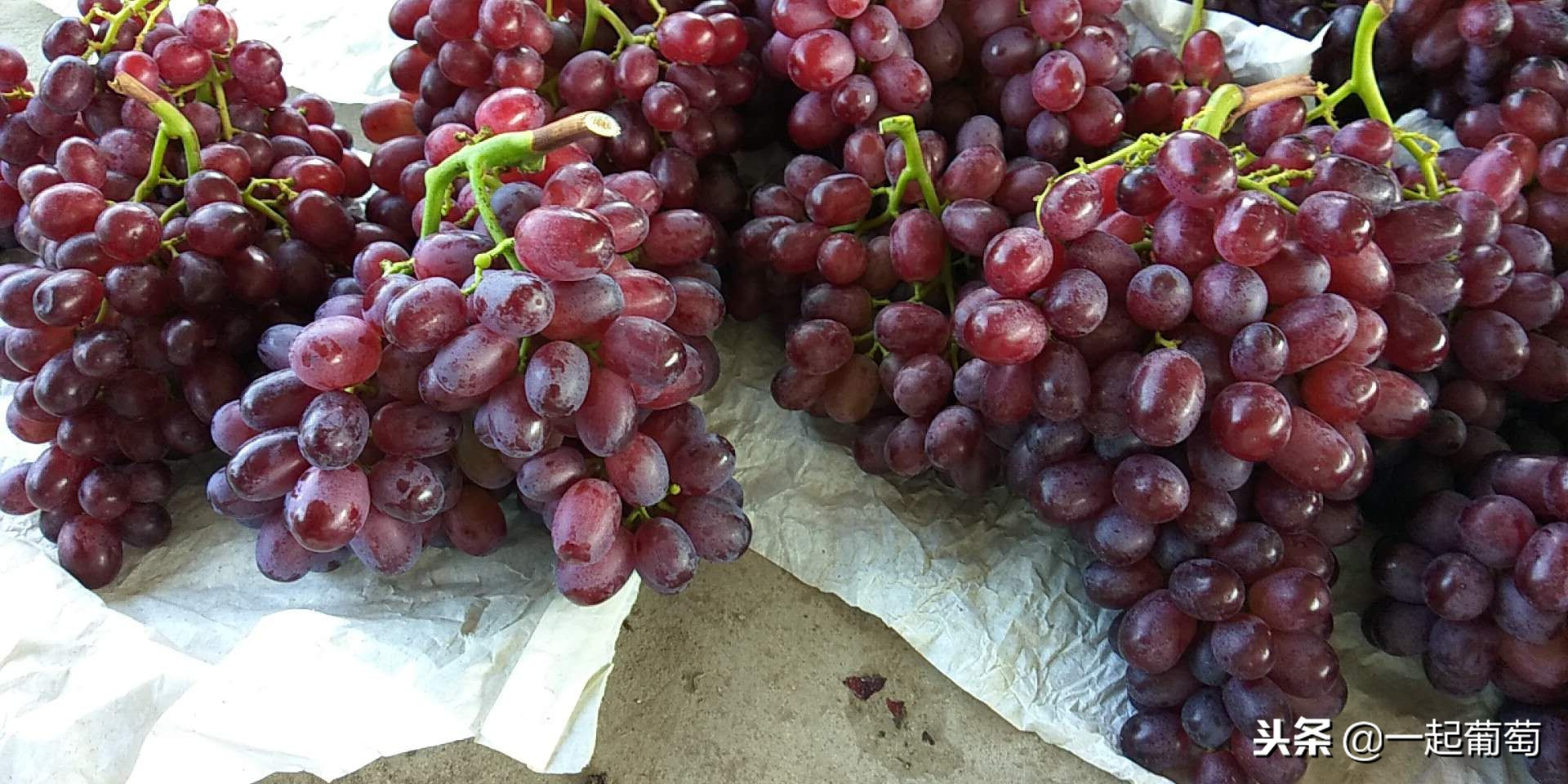 葡萄的来历小故事,收葡萄什么梗
