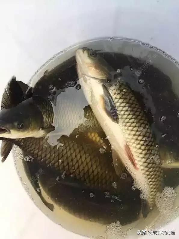 草鱼养殖主要要点,草鱼养殖技术要点