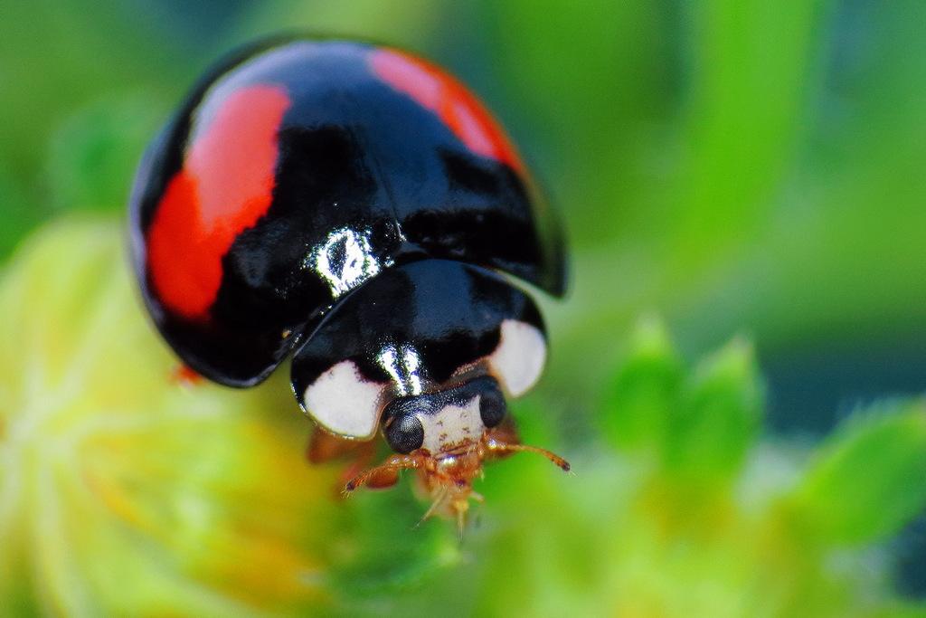 瓢虫是甲虫吗,瓢虫与甲虫形态的主要区别
