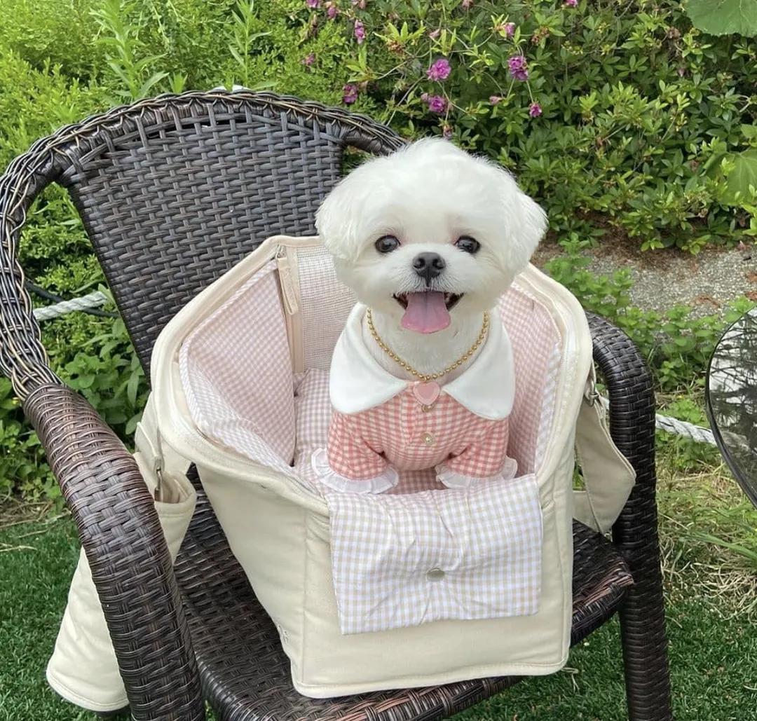 盘点二十种忠爱满世界的萌犬,萌犬系列都有啥