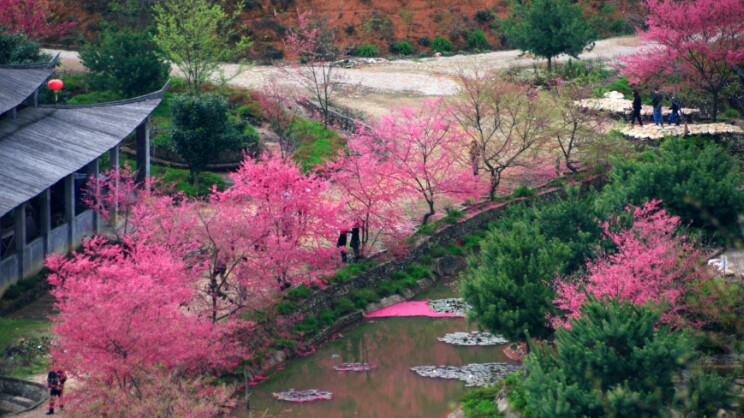 武大的樱花和东湖的樱花,重邮樱花和武大樱花