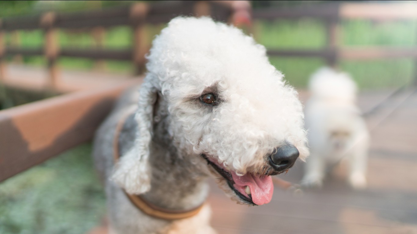 狗狗16种过敏原,16种狗品种