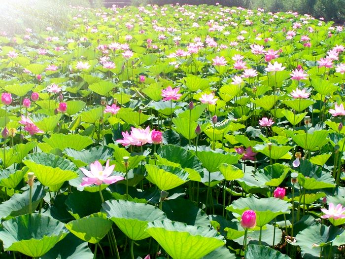 鹧鸪天-碧云花园十里水乡