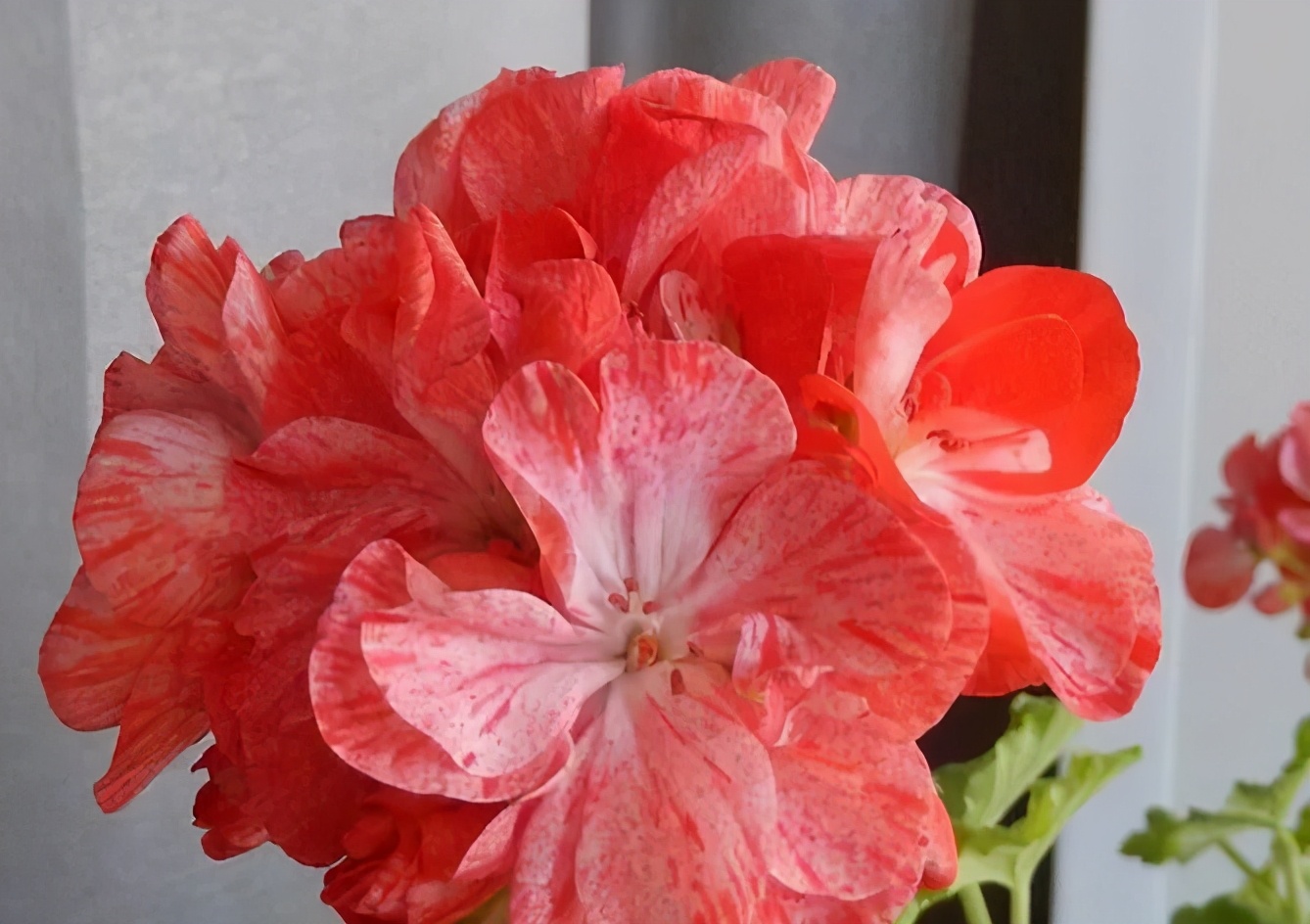 这种花别乱浇水水越多越不开花,这种花不怕冷好养易活