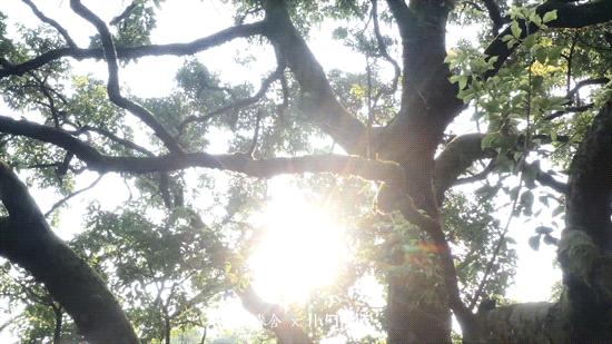 住进风景里的酒店,住进森系酒店