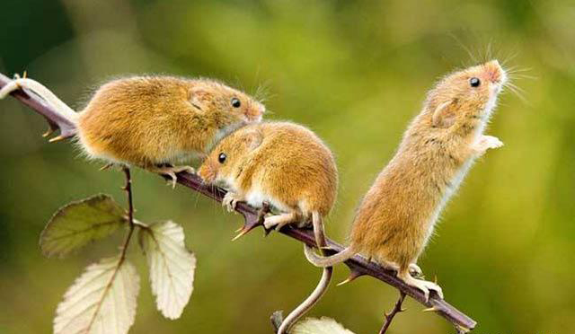 住在新小区4楼为啥会有老鼠,家住新房还是高楼为什么还有老鼠