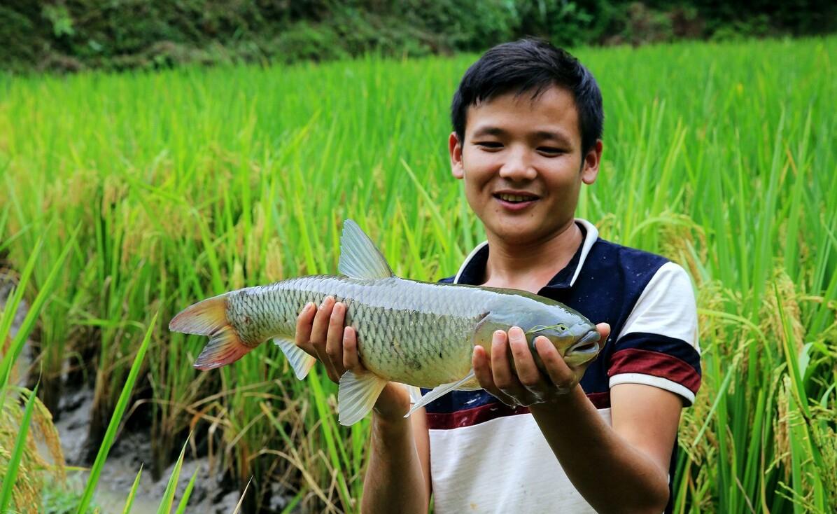稻田养鱼为什么这么火爆,为什么很火的稻田养鱼没人干