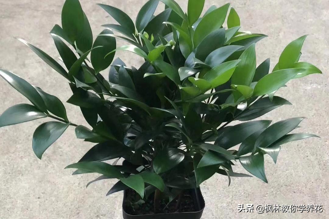 十种最难养的花排名,最难养的花卉排行榜