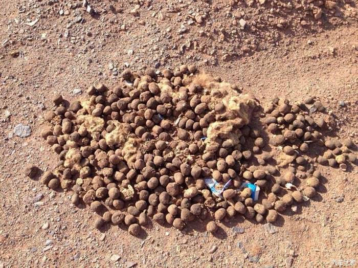 骆驼为什么会被人称为沙漠之舟,为什么骆驼被称为沙漠之舟呢