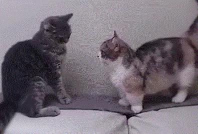 用猫方式对待猫,用手抚摸猫