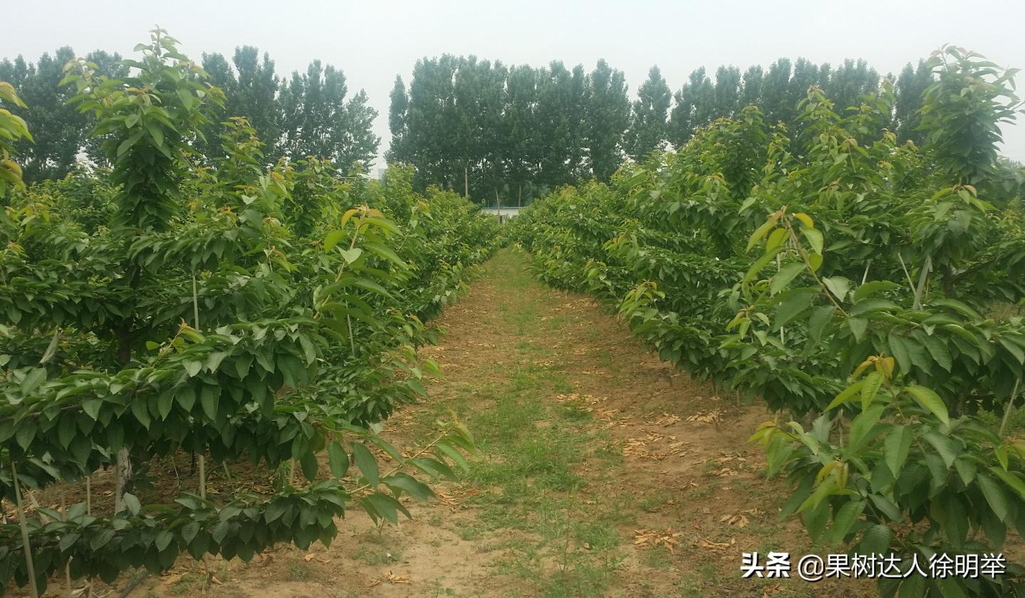 大樱桃种植技术与管理方法,大樱桃标准化
