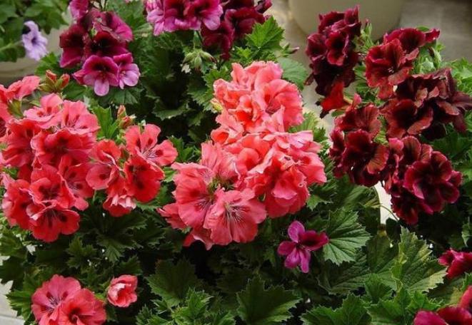 家里变废为宝的养花肥料,废旧油怎么处理最好