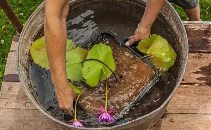 废桶旧盆里添水种花，10分钟成水景，细水长流富贵一生