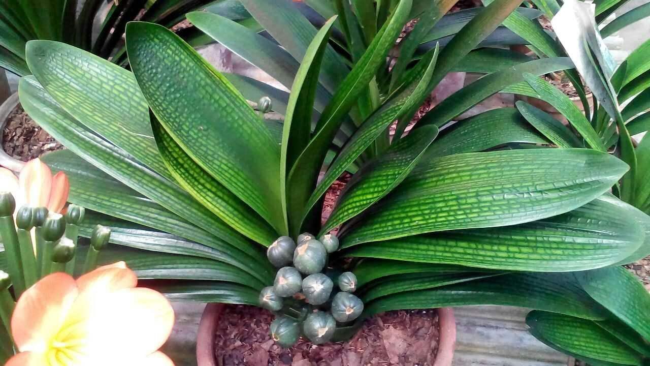 君子兰冬天能换盆吗,君子兰冬季可以换盆吗