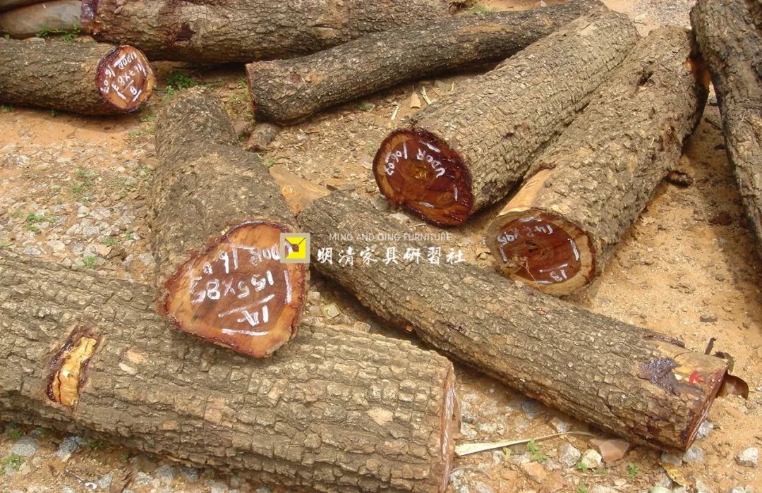 紫檀的真实身份,紫檀最后的样子