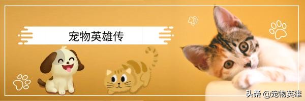 狗子被蜜蜂蛰了肿了的图片,狗子被蜜蜂蛰成大肿脸