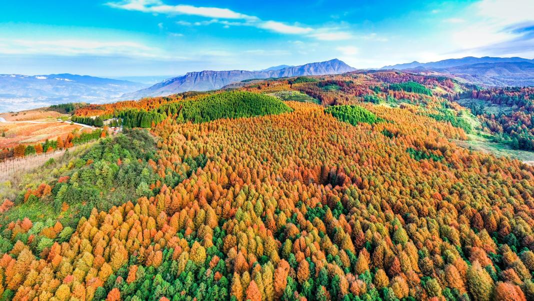 重庆之旅怎么样,重庆避暑5日游攻略从南川开始