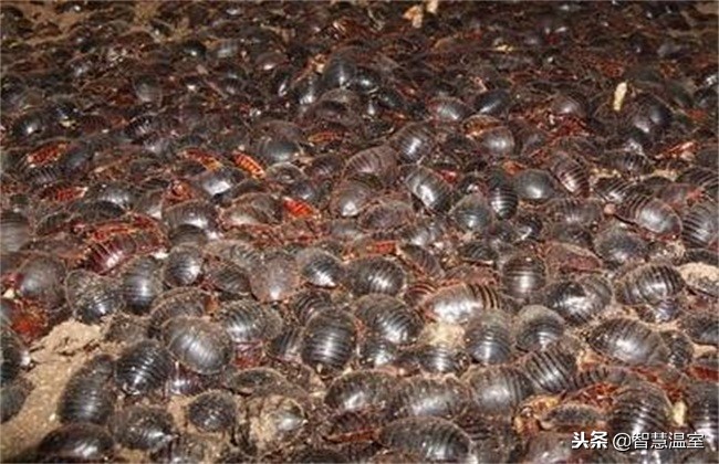 养殖土元是怎么养的,2023养殖土元前景怎么样