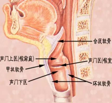 喉部病变做核磁还是ct,耳鼻喉科常见病影像诊断