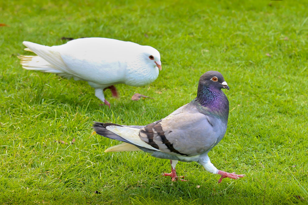 鸽子喝水量大拉水便是什么原因,鸽子为什么一边喝水一边漏水
