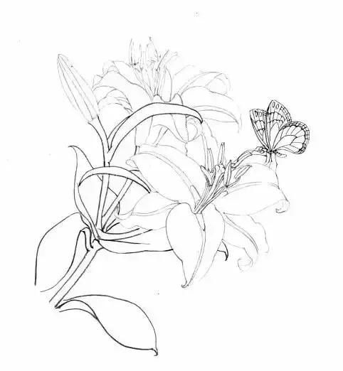 工笔百合花朵设色步骤,工笔重彩油画百合