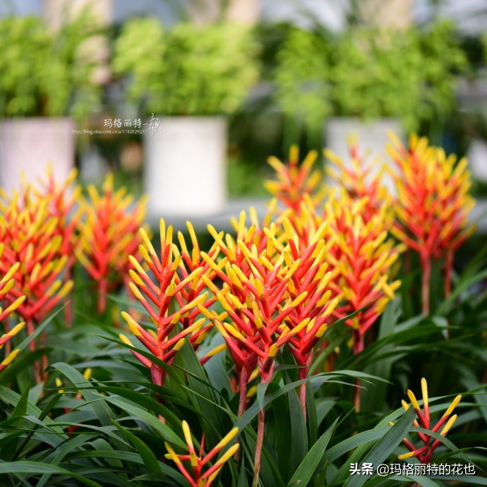 过年买点花,过年了买点什么花草