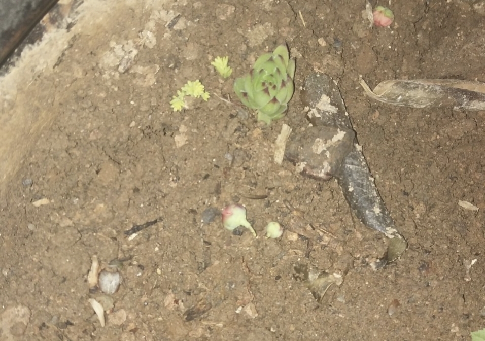 多肉一棵小苗就长成一株吗,多肉黄金草有毒吗