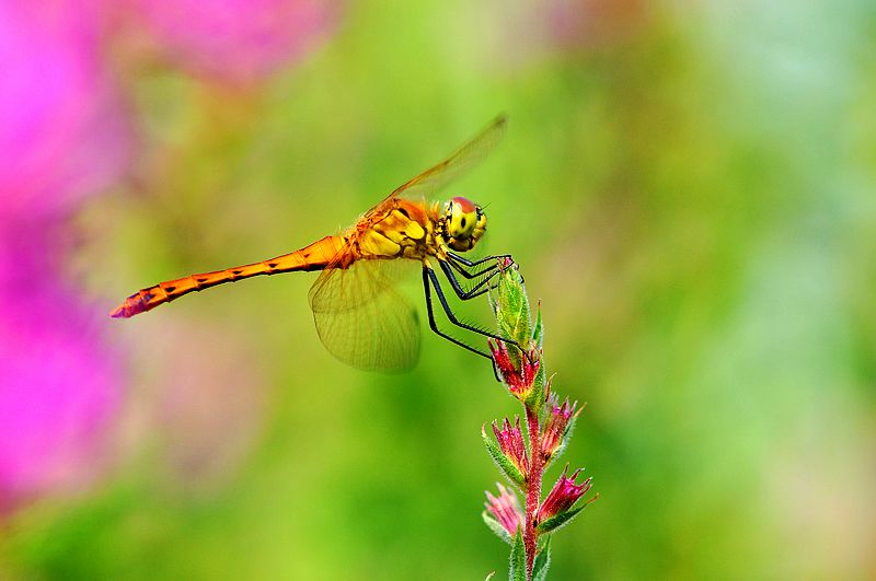 栖息在晚霞中的蜻蜓,栖息在竹林里的蜻蜓