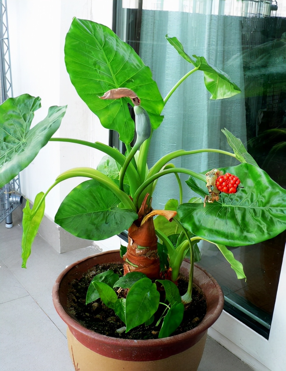 十种毒花不能养,十种大毒花家里经常养