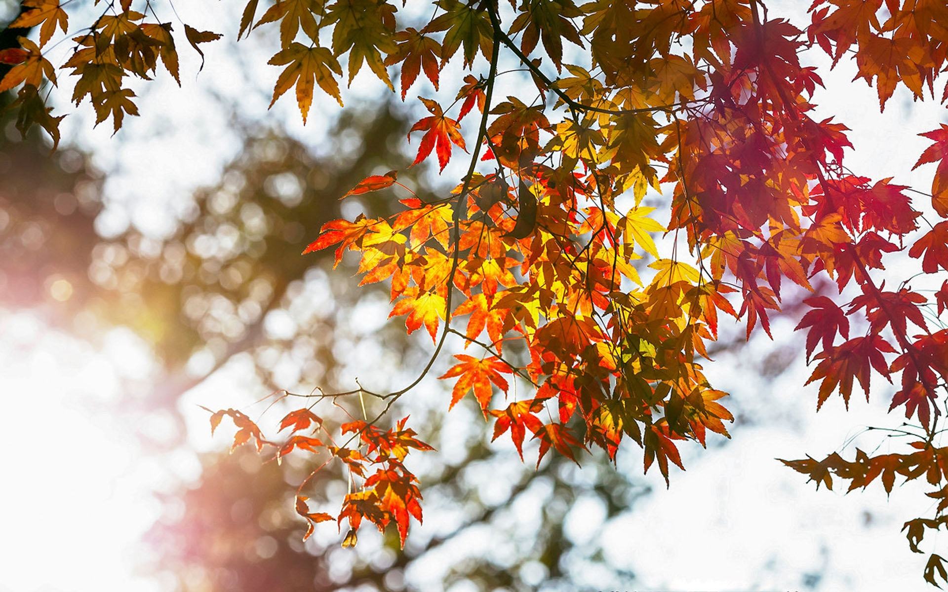朱熹的具有哲理诗赏析,朱熹的哪句诗蕴含了人生哲理