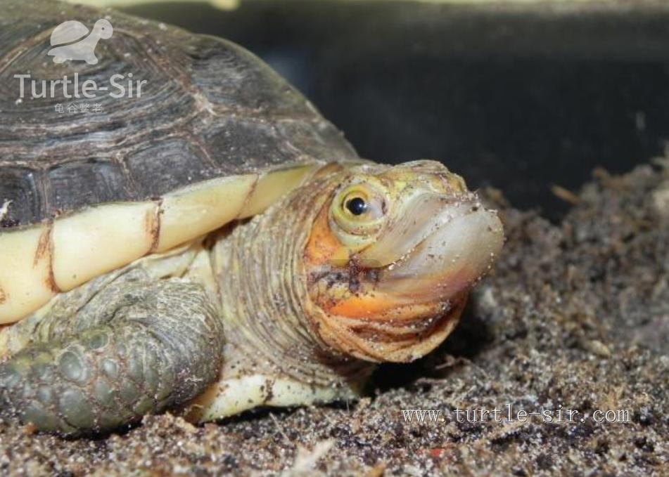 大龟买来该如何养,大龟买回来怎么养