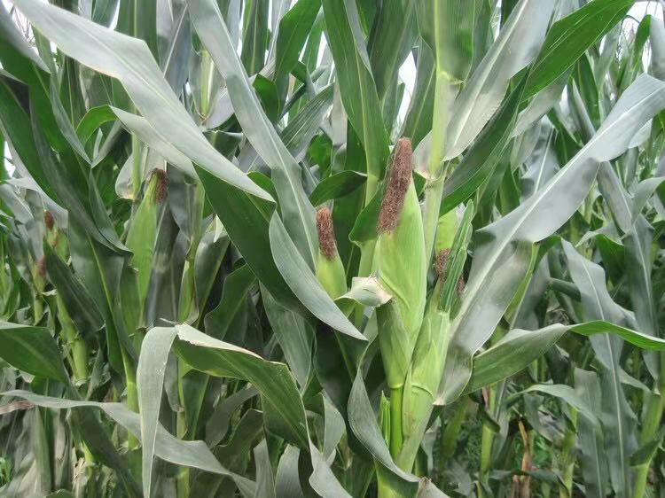 玉米深加工产品销路,玉米加工的致富项目