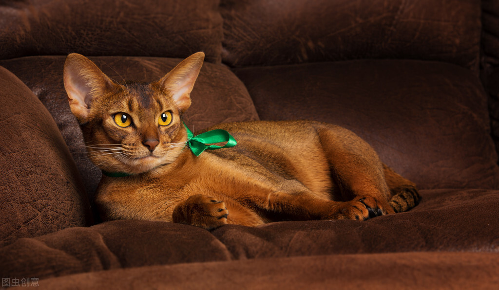 猫咪抗拒的解决大法,猫咪抗拒打针怎么办